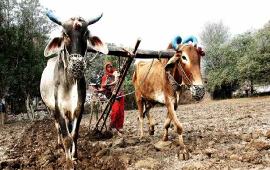 CSR contributions to economic growth