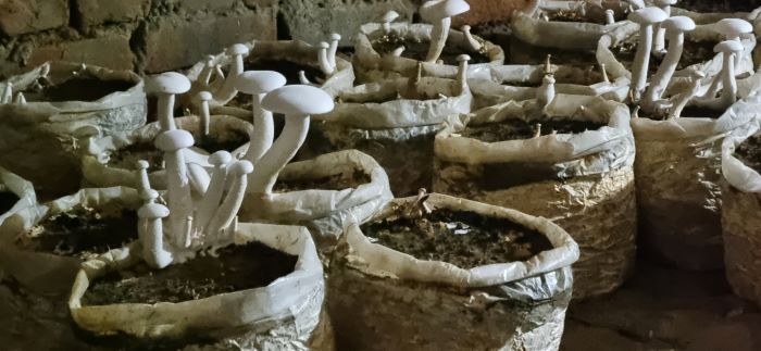 Fostering Youth-Led Innovation for Sustainable Livelihoods