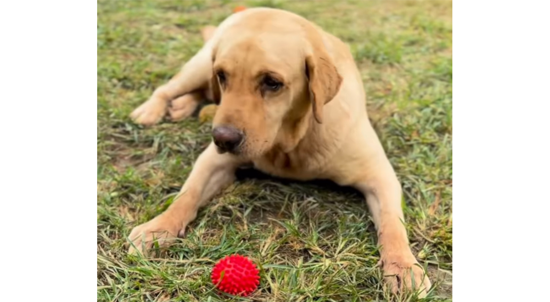 dog welfare initiative