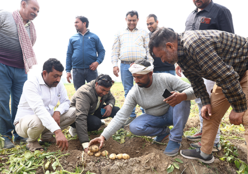 potato harvesting