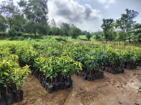 Allcargo Group Targets 3 Lakh Plantations under Maitree Project to Create Sustainable Livelihoods for 5,000 Farmers in FY27