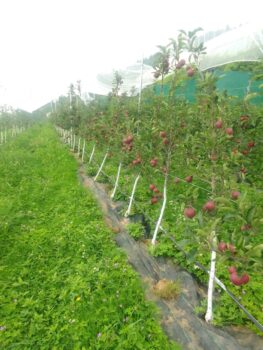 Apple Cultivation in Supi Farm